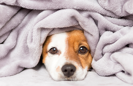 Comment maintenir son chien au chaud pendant l'hiver Comment maintenir son chien au chaud pendant l'hiver
